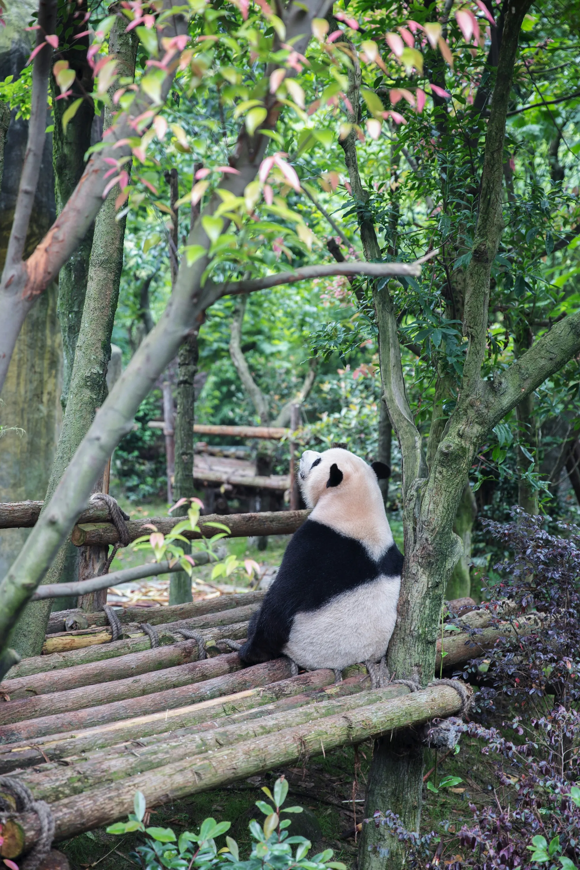 A giant panda sitting among bamboo and trees at the Chengdu panda base